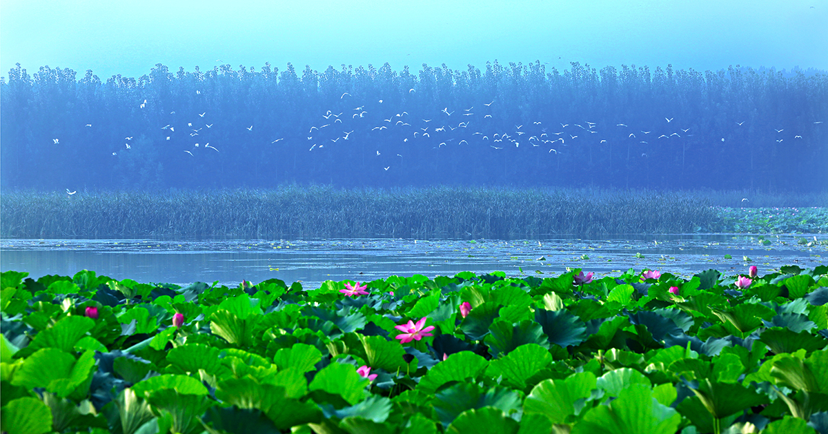 藕花深处惊飞鹭.周云云.   13953126663  3X9A6880 - .jpg