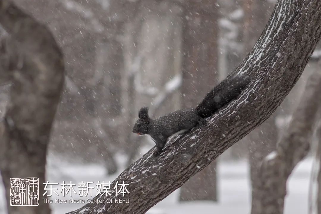 雪飘飘 夜寒寒