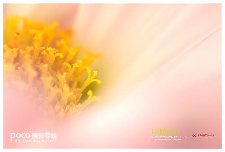 简明扼要 教你唯美菊花怎么拍