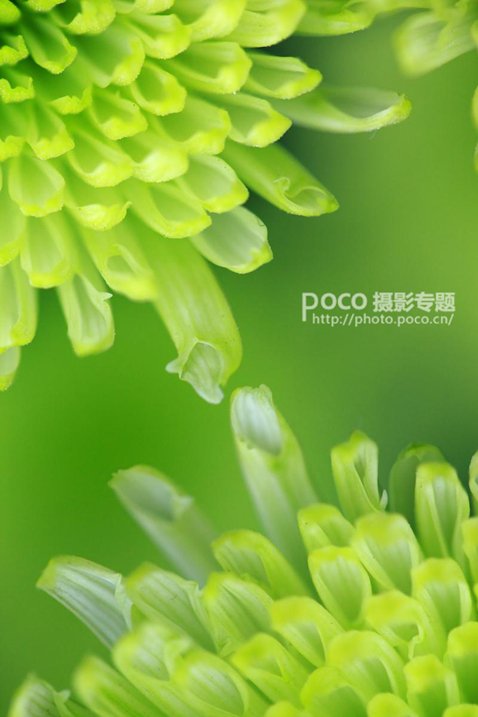 简明扼要 教你唯美菊花怎么拍