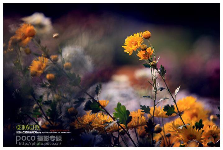 简明扼要 教你唯美菊花怎么拍