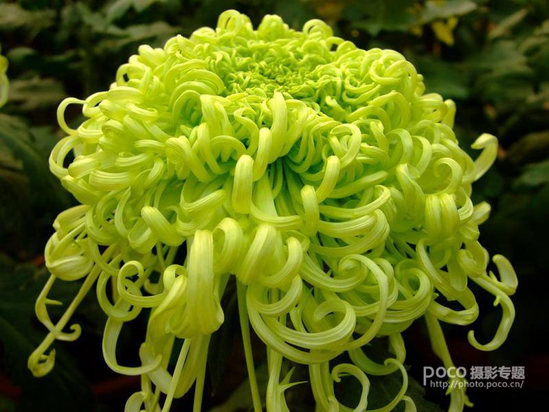 简明扼要 教你唯美菊花怎么拍