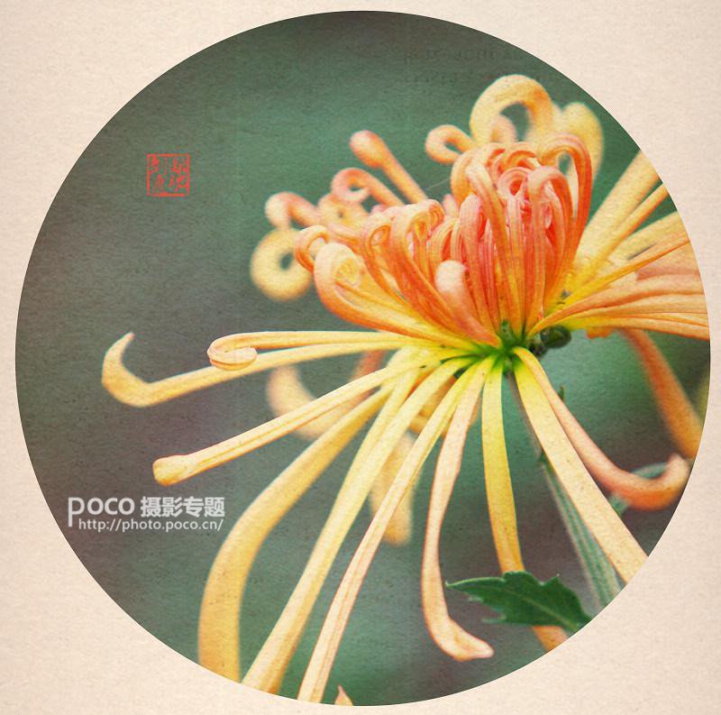 简明扼要 教你唯美菊花怎么拍