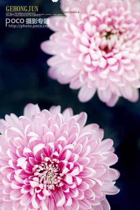 简明扼要 教你唯美菊花怎么拍