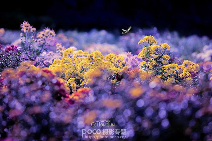 简明扼要 教你唯美菊花怎么拍