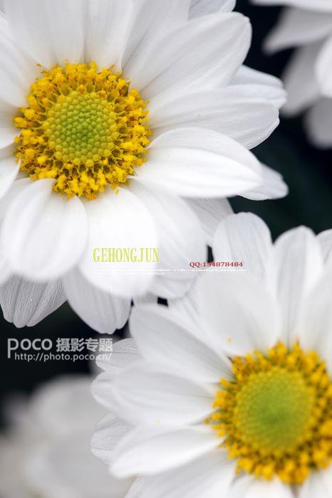 简明扼要 教你唯美菊花怎么拍
