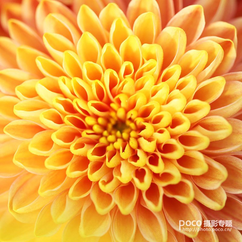 简明扼要 教你唯美菊花怎么拍