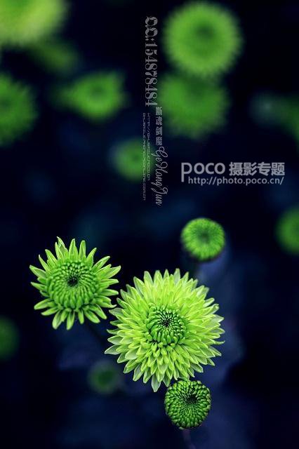 简明扼要 教你唯美菊花怎么拍