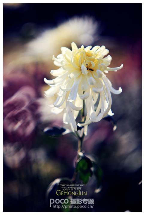 简明扼要 教你唯美菊花怎么拍