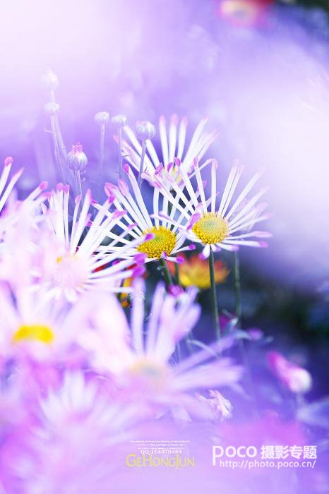 简明扼要 教你唯美菊花怎么拍