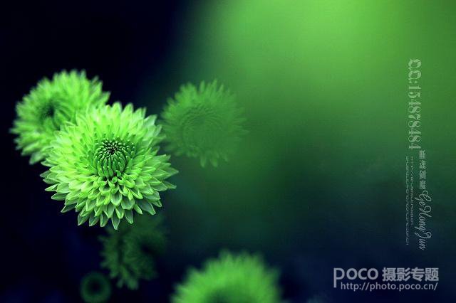 简明扼要 教你唯美菊花怎么拍