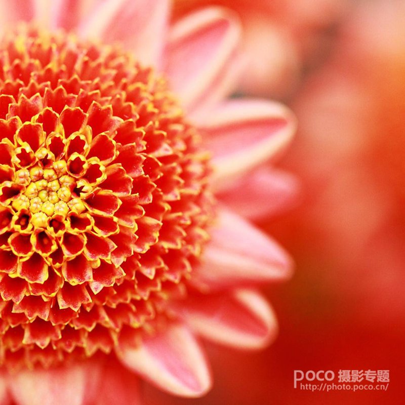 简明扼要 教你唯美菊花怎么拍