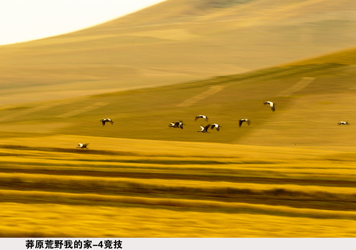 b-4竞技    信步闲庭  13573188580.JPG