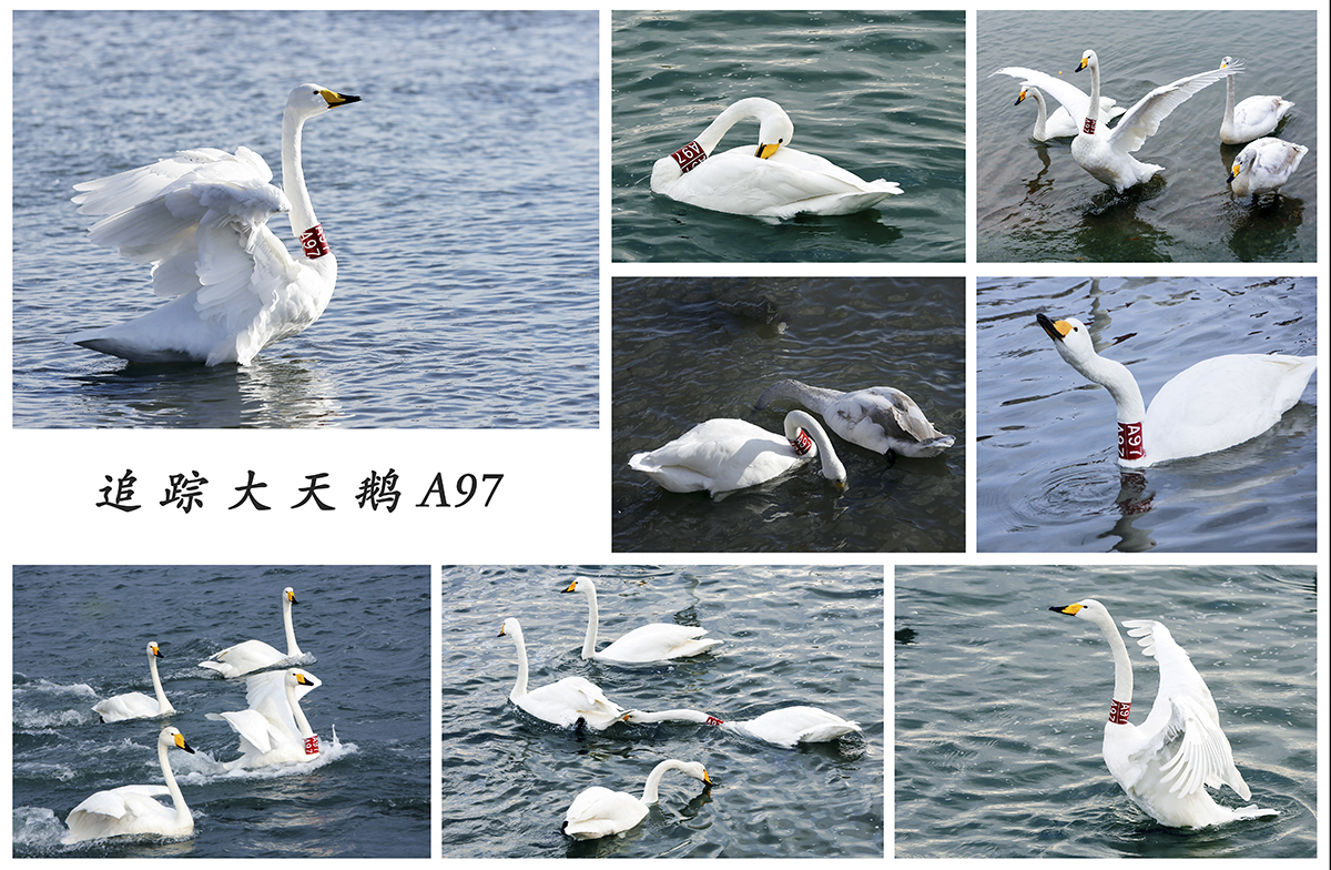 马丽《追踪大天鹅A97》（2012—2019）.jpg