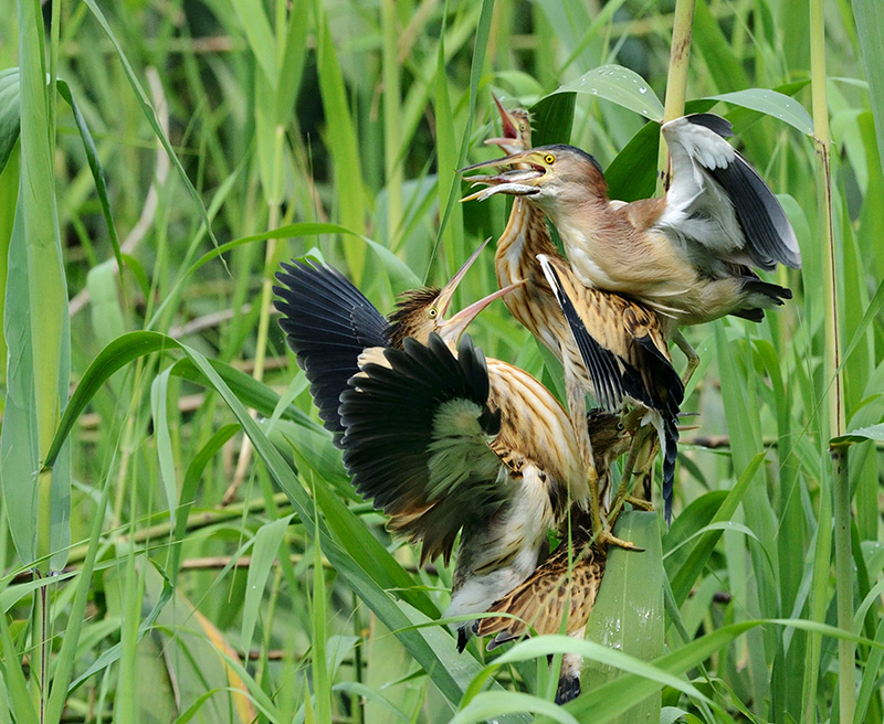 伟大的母爱 黄苇鳽  摄影：朱晓新  156 2877 4372.jpg