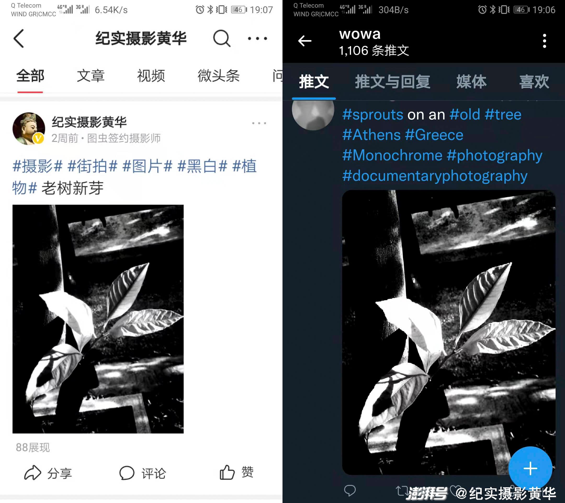 作者摄影作品《老树新芽》在国内外两个社交平台上发布后获得了完全不同的反响。