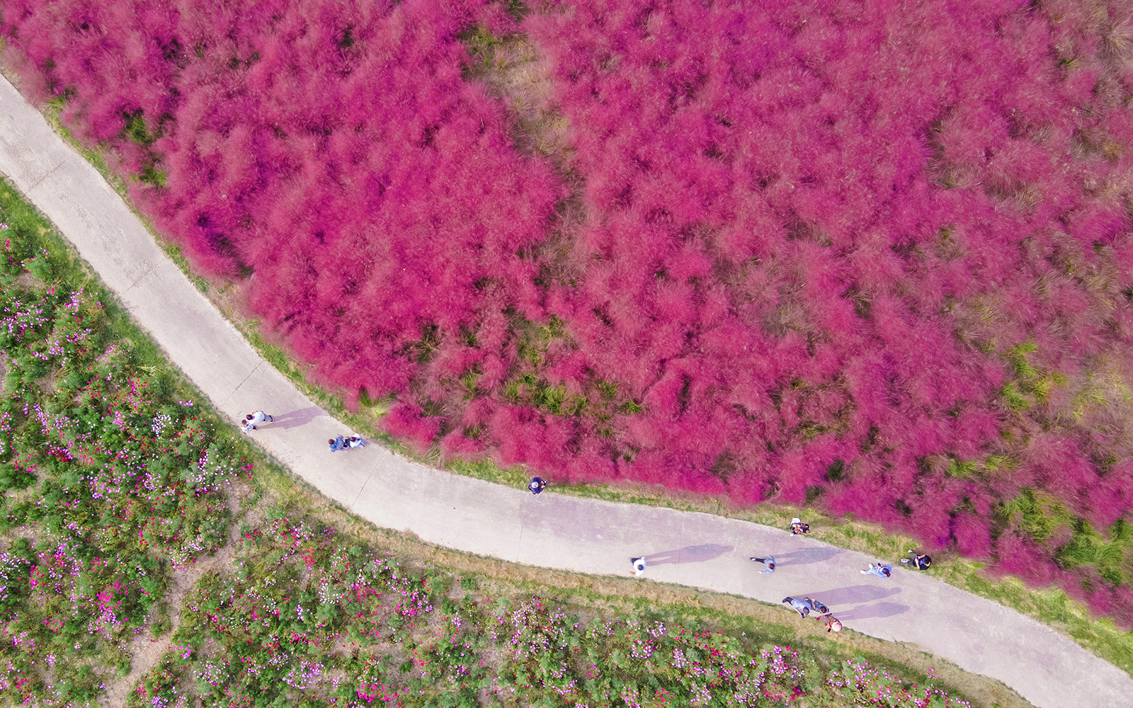 陈彬作品《畅游花海》.jpg