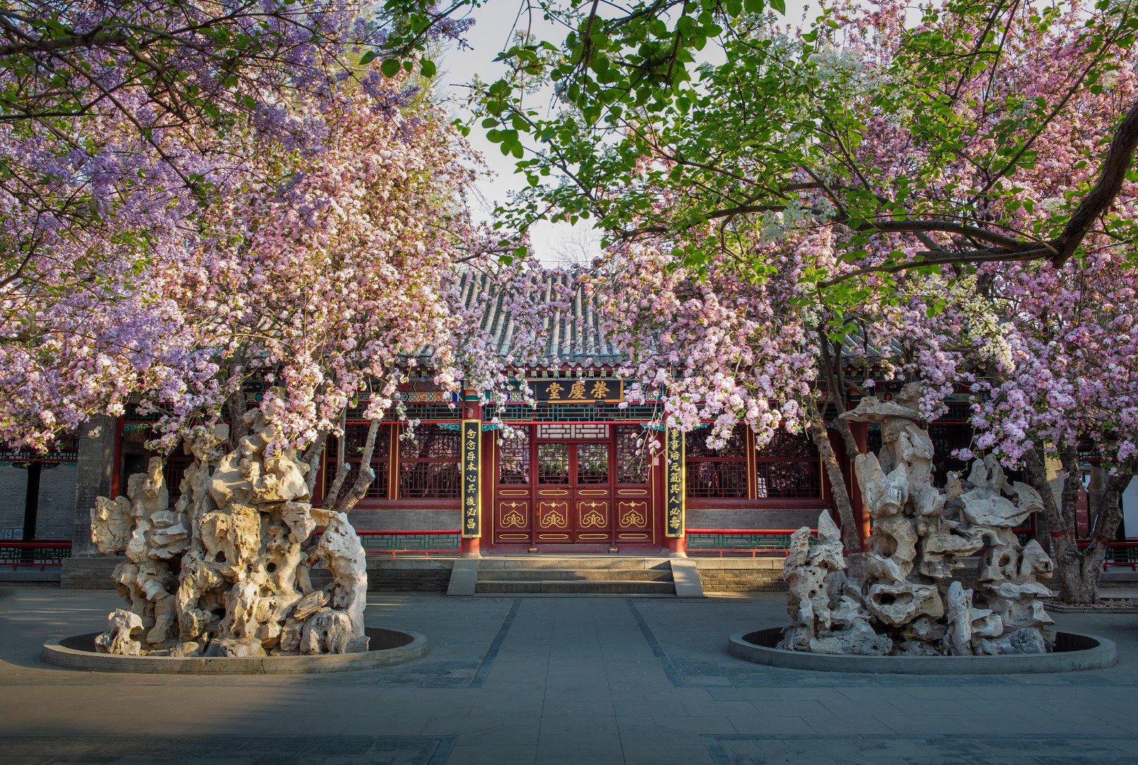 又是海棠花开时，四十年的海棠树静静地守护着当年的“荣禧堂”。.jpg