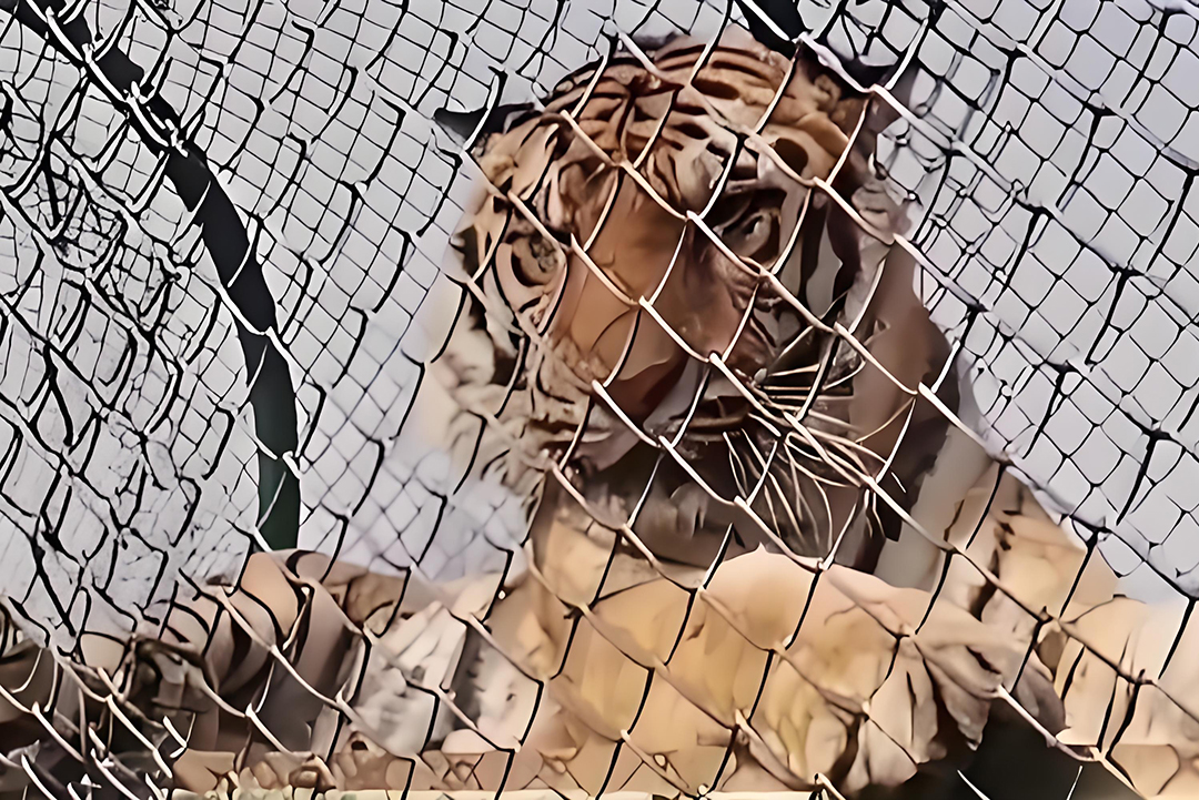 透视与真相的博弈:2026春节“摄影天才”爆红背后的伦理冷思考