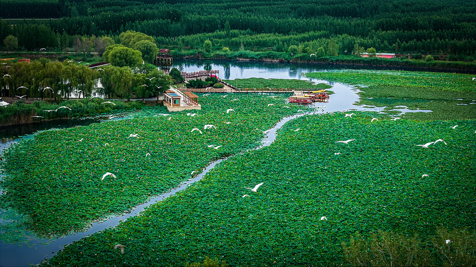 鹭舞荷风 -25.6拍摄于微山湖湿地公园.jpg