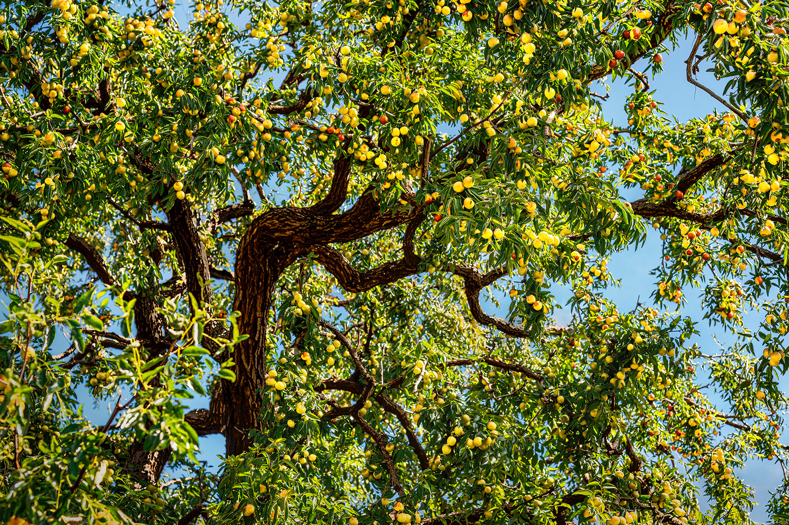 《冬枣嫡祖. 甜蜜源头》臧凤琴 2025.09拍摄于山东沾化.jpg