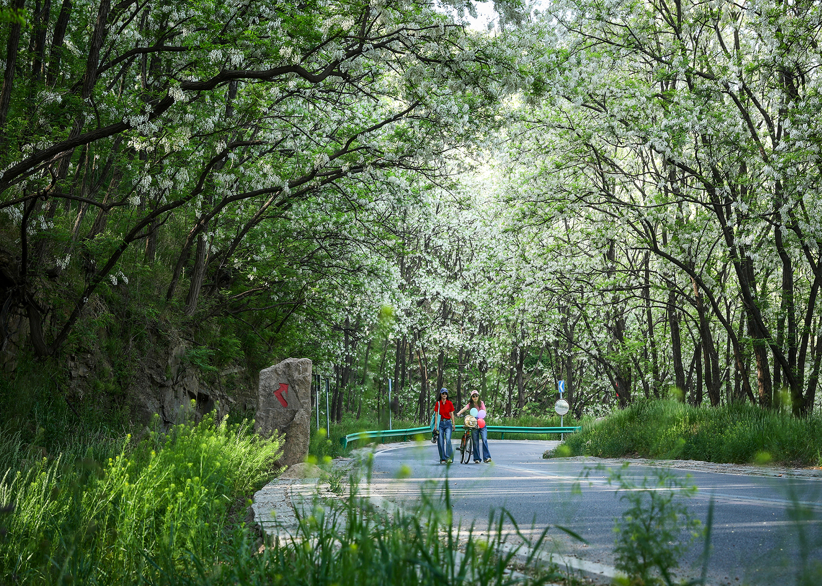 槐香漫径 25.4拍摄于日照九仙山.jpg