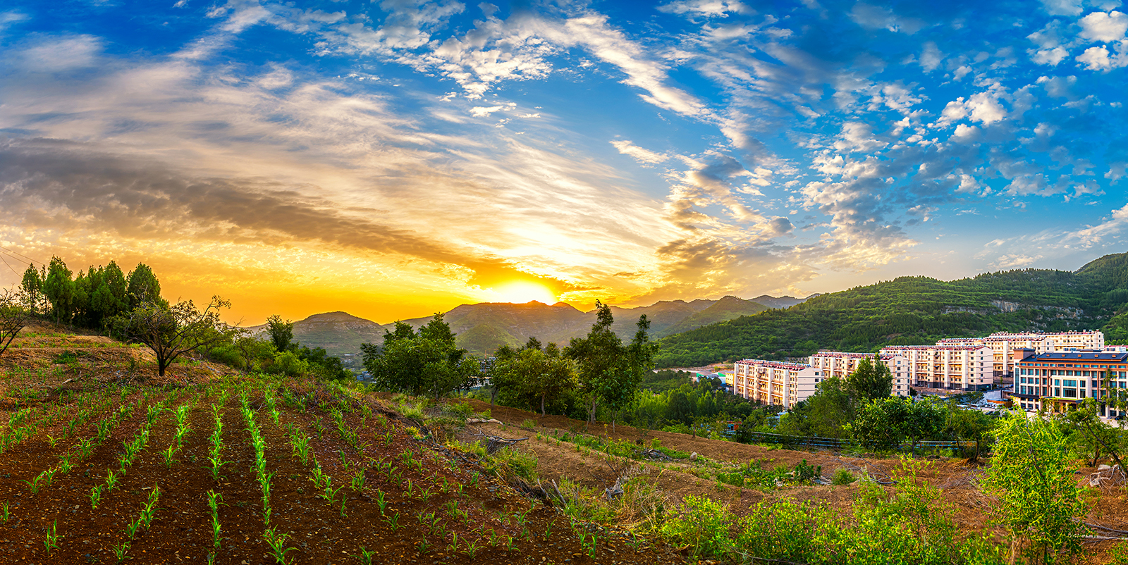 《芦南乡村美如画》臧凤琴 2025.06拍摄于济南市历城区.jpg