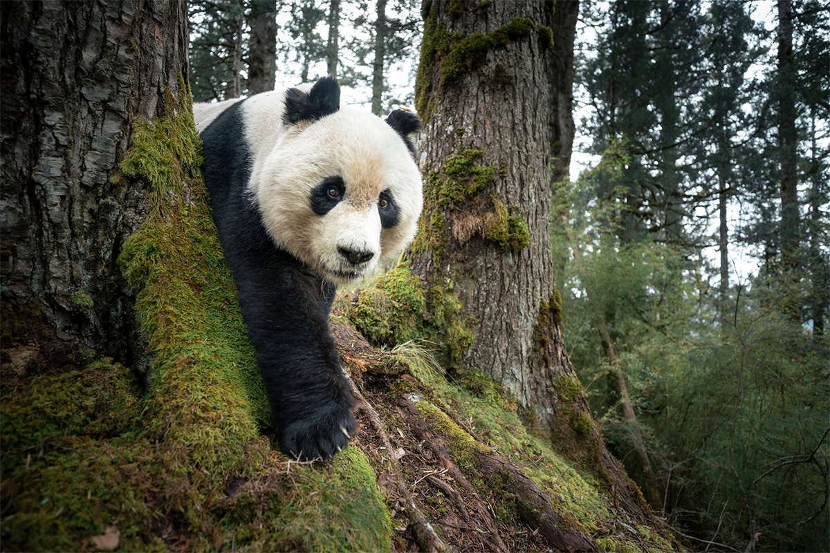 东方摄影|《王朗山居者》斩获荷赛 2026 亚太区单幅奖项